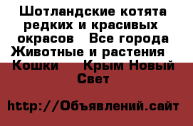 Шотландские котята редких и красивых  окрасов - Все города Животные и растения » Кошки   . Крым,Новый Свет